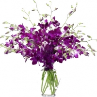 Exotic Purple Dendrobium Orchids