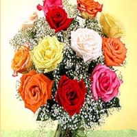 Mixed Rose