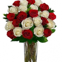 24 red & white roses